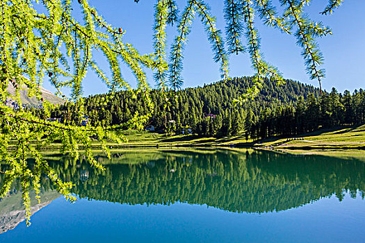 树林,反射,湖,圣莫里茨,晴天,春天,瑞士