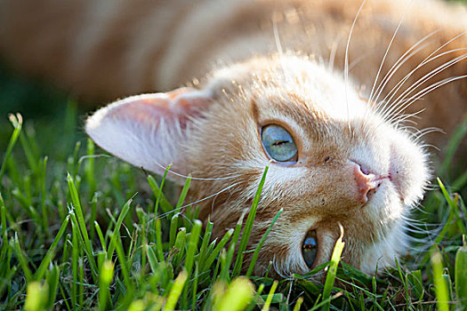 猫,草坪