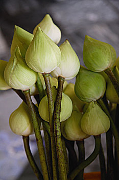 特写,莲花,芽,曼谷,泰国