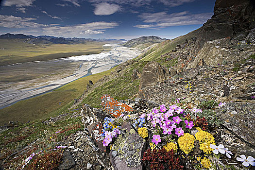 北极,野花,生长,只有,高,展示,风,北极国家野生动物保护区