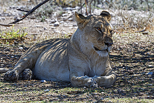非洲狮,狮子,雌狮,卧,荫凉,树,警惕,埃托沙国家公园,纳米比亚,非洲