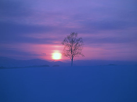 日落,白桦,雪原