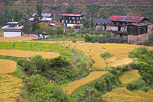 不丹,房子,农田,廷布