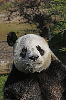 大熊猫,成人,头像