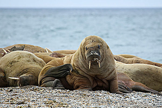 北极,斯瓦尔巴特群岛,海象,躺着,海滩,挠