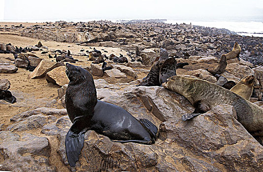 毛海狮,生物群,站立,石头,克罗斯角,纳米比亚
