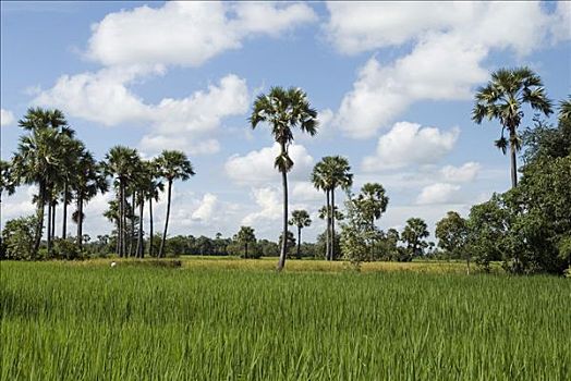风景,稻田,棕榈树,省,柬埔寨