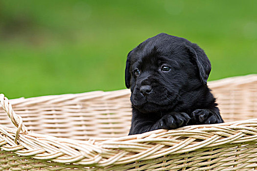 黑色拉布拉多犬,小狗,坐,篮子