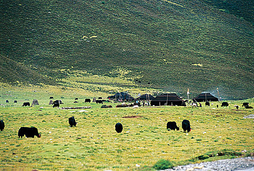 西藏林芝地区