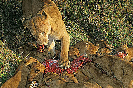 非洲狮,狮子,女性,幼兽,吃,斑马,杀,马赛马拉,公园,肯尼亚