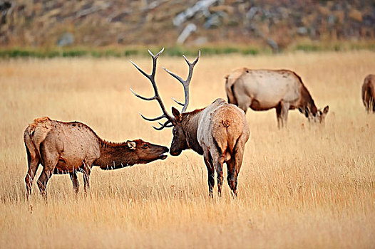 北美马鹿,麋鹿,鹿属,鹿,一对,发情,时期,黄石国家公园,怀俄明,美国
