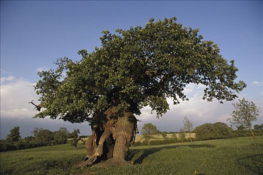 橡树,栎属,700年,树,莱斯特,英格兰