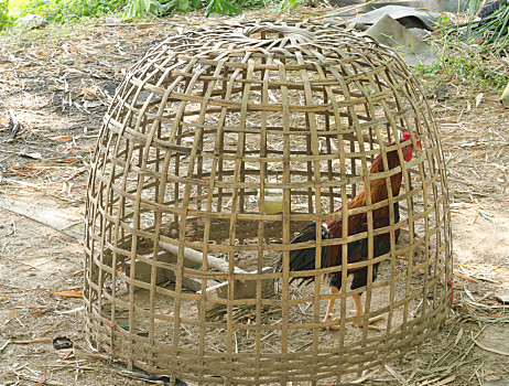 简易竹子鸡笼制作方法图片