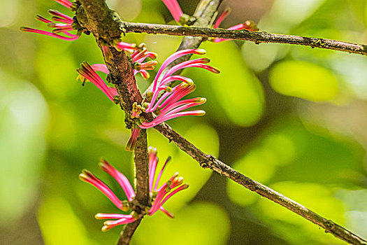 madagascar马达加斯加花卉微距摄影