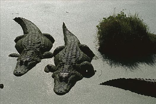 美国短吻鳄,一对,休息,静止,浮萍,沼泽,佛罗里达