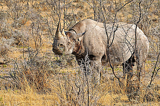 黑犀牛,雄性动物,埃托沙国家公园,纳米比亚,非洲
