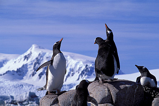 南极,半岛,区域,湾,巴布亚企鹅