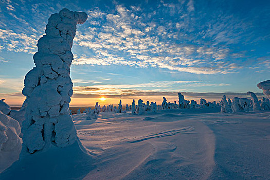 积雪,树,冬季风景,日落,国家公园,拉普兰,芬兰,欧洲