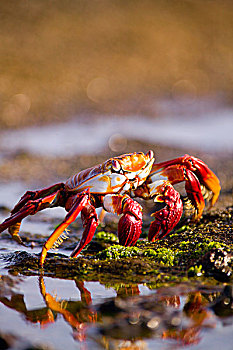 厄瓜多尔,加拉帕戈斯群岛,国家公园,方蟹