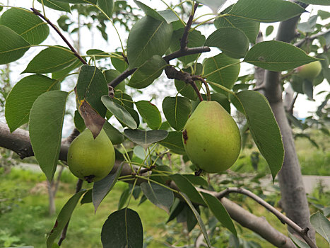 新疆香梨