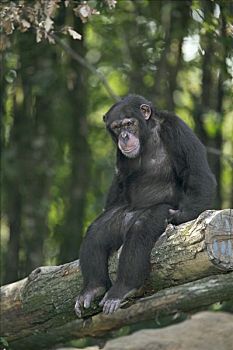 倭黑猩猩,坐,秋天,树,灵长类,中心,法国