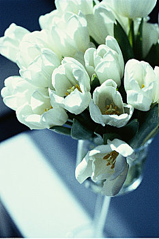 白色,郁金香,花瓶