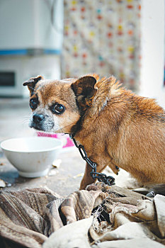 生活,动物,犬只