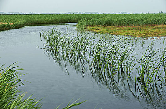 齐齐哈尔-扎龙湿地