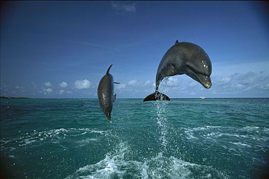 宽吻海豚,一对,跳跃,洪都拉斯,中美洲