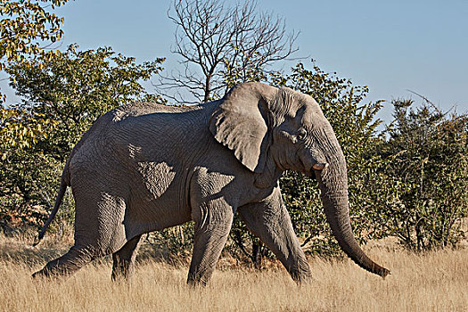 非洲象,走,草地