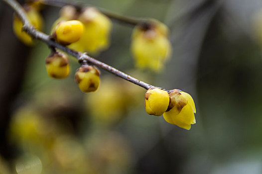 腊梅花