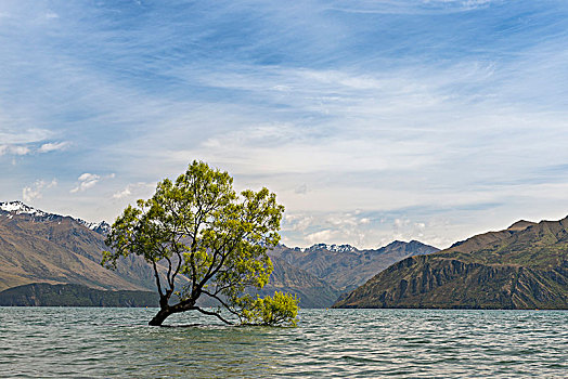 孤树,站立,水,瓦纳卡,树,瓦纳卡湖,奥塔哥,南部地区,新西兰,大洋洲