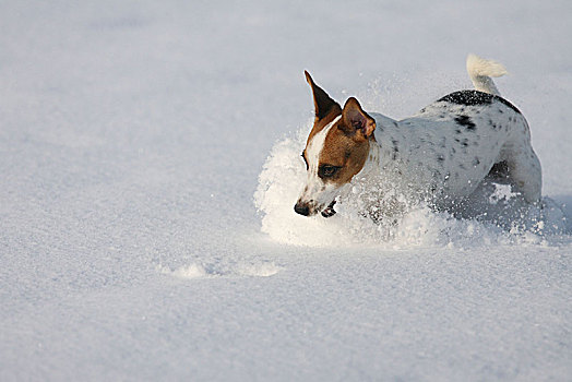 杰克罗素犬,玩雪