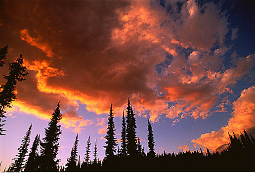 亚高山,树林,云,国家公园,不列颠哥伦比亚省,加拿大