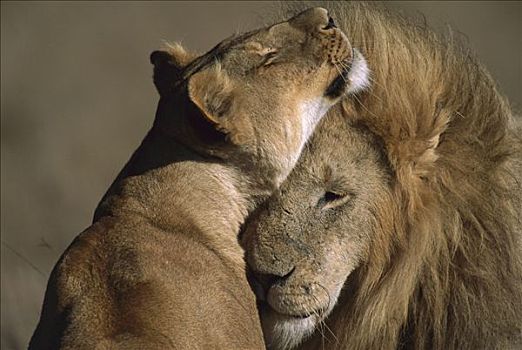 非洲狮,狮子,求爱,雄性,女性,马赛马拉国家保护区,肯尼亚