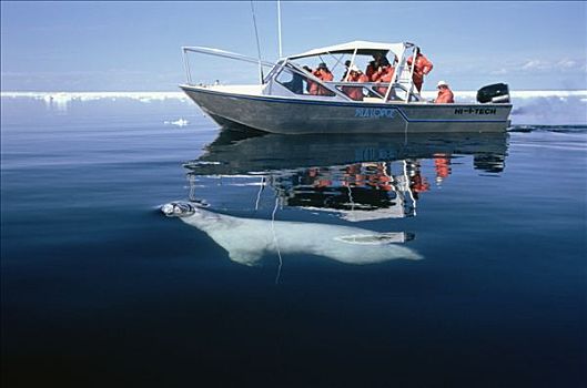 北极熊,表面,靠近,游船,满,游客,加拿大