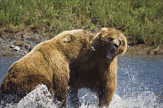 两个,棕熊,争斗,上方,三文鱼,溪流,夏天,西南方,阿拉斯加