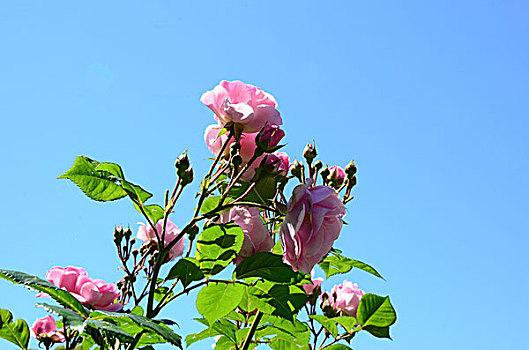 植物,灌木,玫瑰,粉色