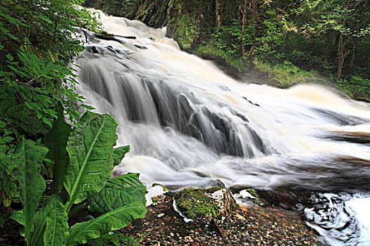 瀑布,溪流,省立公园,王子,不列颠哥伦比亚省