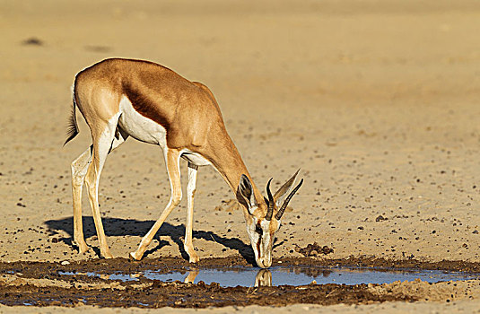 跳羚,雌性,喝,水坑,卡拉哈里沙漠,卡拉哈迪大羚羊国家公园,南非,非洲