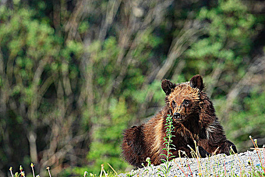 幼兽,大灰熊,棕熊,艾伯塔省,加拿大