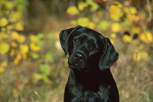 黑色拉布拉多犬,狗,肖像,小狗