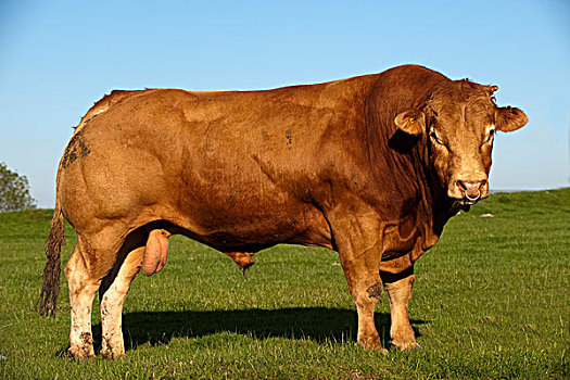 家牛,利莫辛,公牛,站立,草场,坎布里亚,英格兰,欧洲