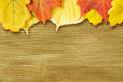 不同,秋叶,金色,木条板,秋天