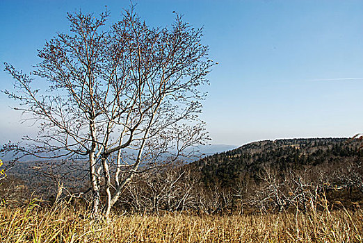 黑龙江凤凰山风光