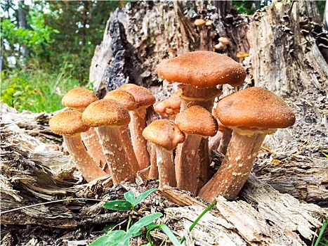 褐蘑菇