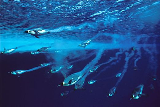 帝企鹅,群,游泳,快,泡泡,小路,罐,潜水,20分钟,南极