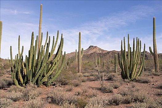 风琴管仙人掌,许多,茎,春天,晚间,干旱,管风琴仙人掌国家保护区,亚利桑那