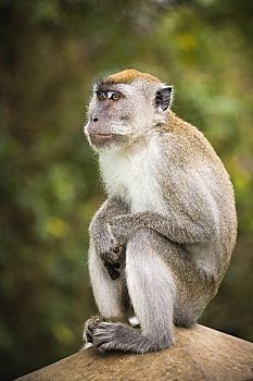 猴子,峡谷,苏门答腊岛,印度尼西亚