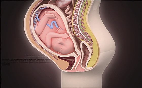 怀孕,身体部位,胎儿